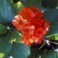Gieger Tree